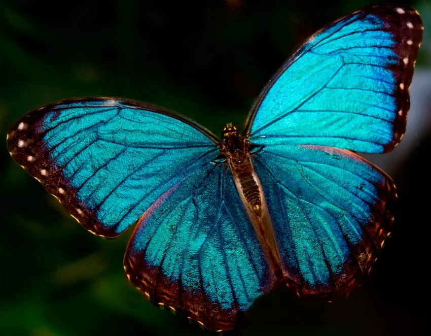 Mariposa